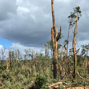 Mirboo North Fund Backs South Gippsland Biolinks Project