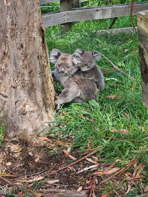 Wildlife roadstrike inquiry calls for major reforms to protect Victorian animals