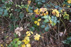 Controversy erupts over Shire's $145 no-spray register fee