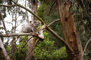 Wildlife rescue volunteer changes