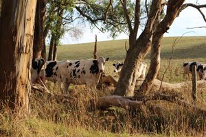Cows can’t switch their milk on and off: Dairy farmers warning