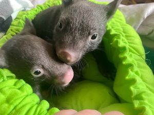 Free wildlife session follows the journey of an orphaned wombat