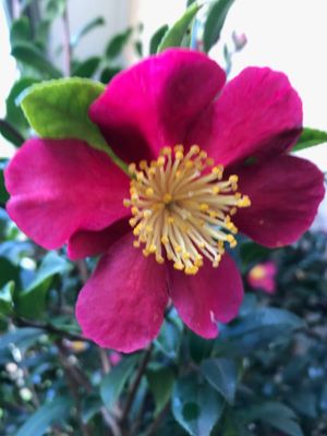 The Gippsland Gardener