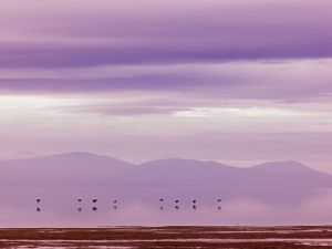 DEECA deploys helicopters for bird flu surveillance along Gippsland coast