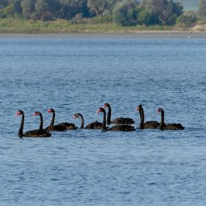 Bird flu reaches the Prom Coast