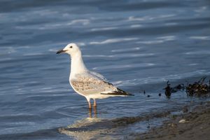 Bracing for what’s next: Bird flu arrives in Victoria