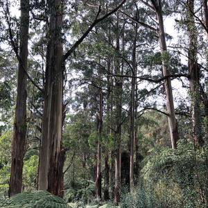 Major expansion of Brataualung Forest Park