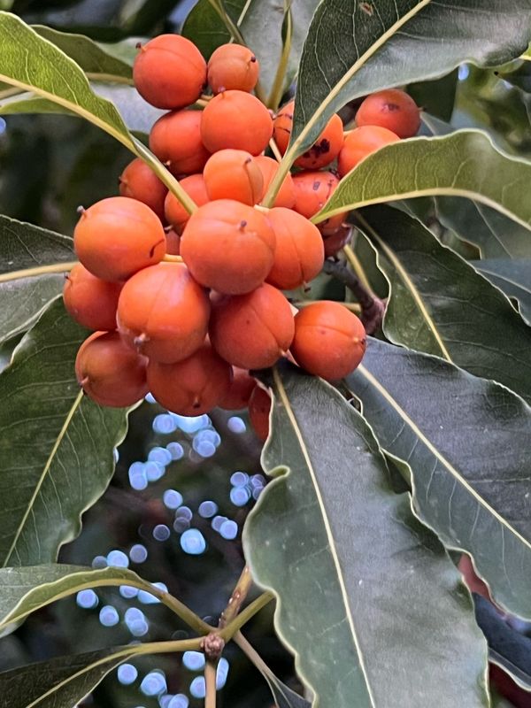 Sweet Pittosporum: a very significant local species indeed