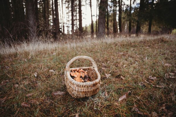 Permaculture gardening