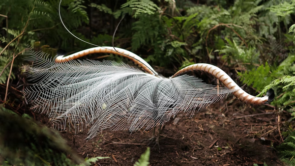 Annual Lyrebird Count returns to Liptrap this July