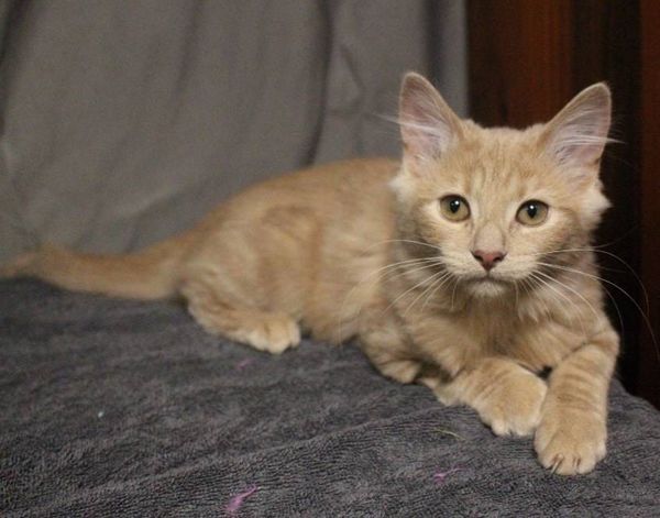 South Gippsland Animal Aid extends kitten season support