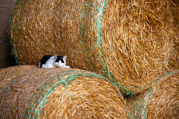 The science behind hay fires