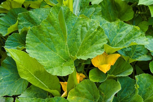 Permaculture gardening