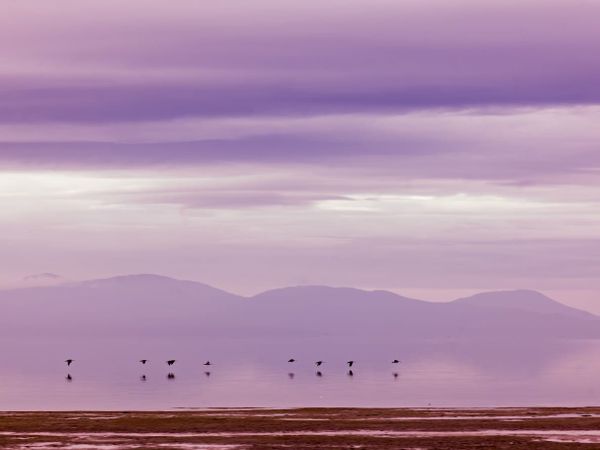 DEECA deploys helicopters for bird flu surveillance along Gippsland coast