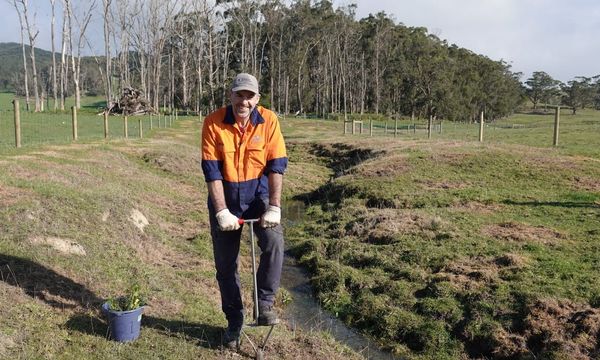 Trees holding fast for water quality in Corner Inlet wetland