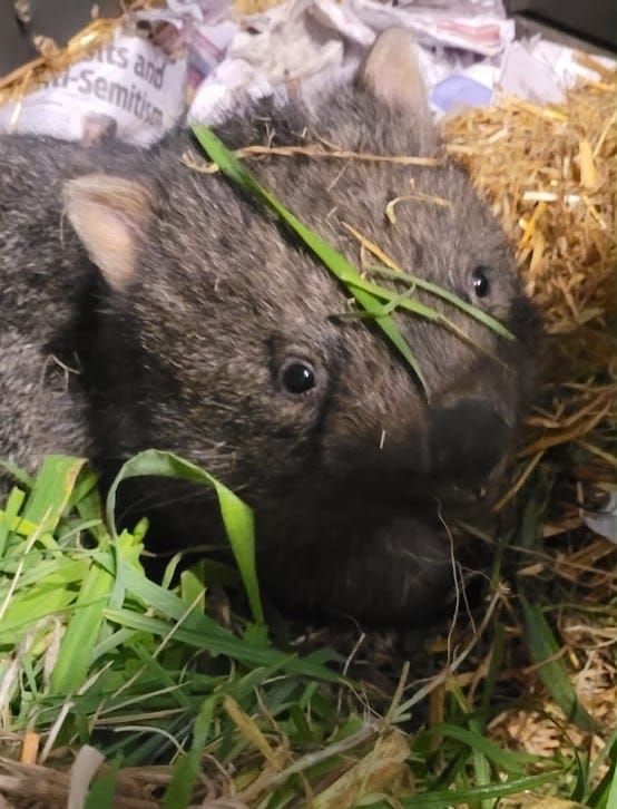 Fresh wombat tragedy follows charges over alleged deliberate killings