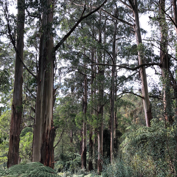Major expansion of Brataualung Forest Park