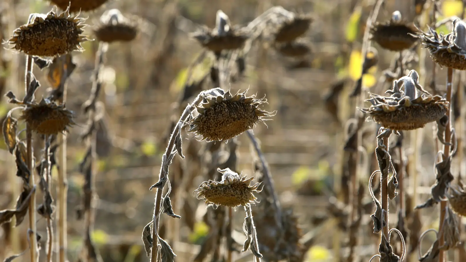 Sunflowers wilting in extreme heat.