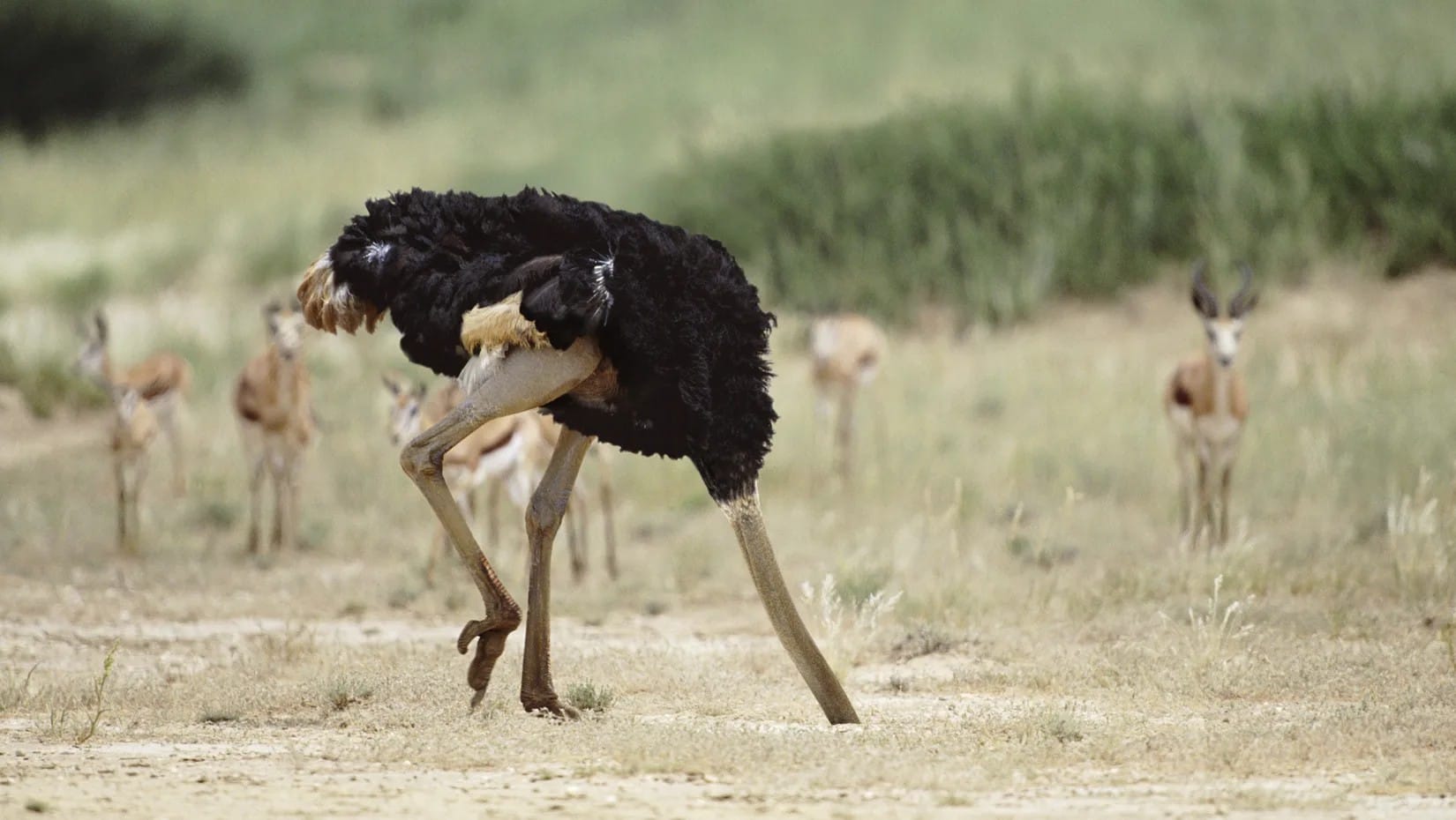 A photograph of an ostrich, apparently with its head buried in the ground.