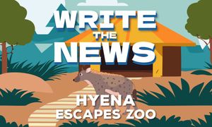 Write the News: Hyena Escapes City Zoo