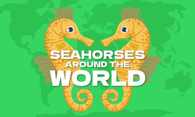 Seahorses Around The World