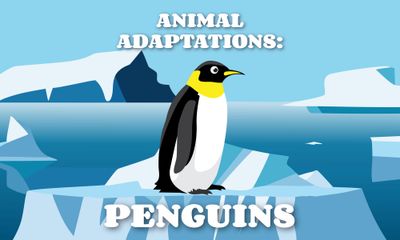 Animal Adaptations: Penguins