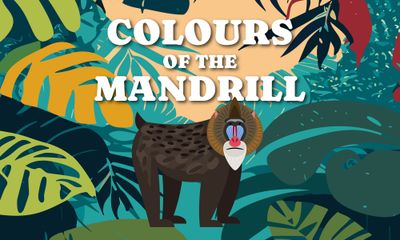 Colours of the Mandrill