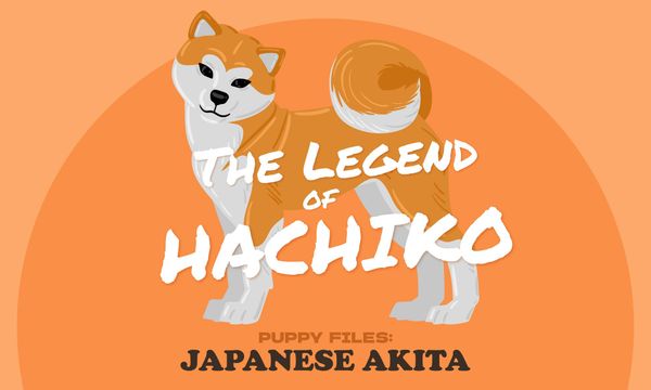The Legend of Hachiko the Akita
