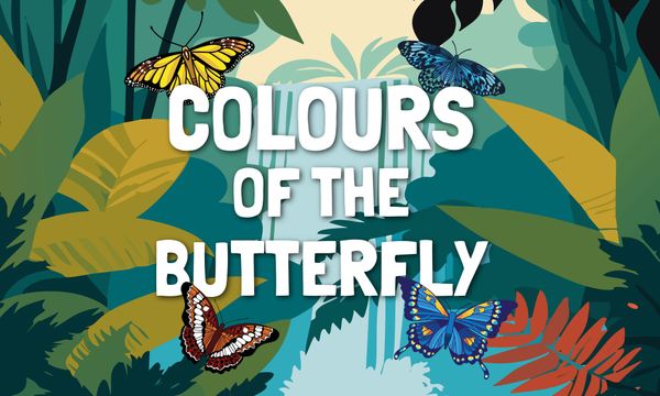 Beautiful Colours of the Butterfly