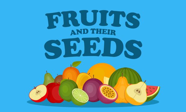 Exploring Seeds in Fruits