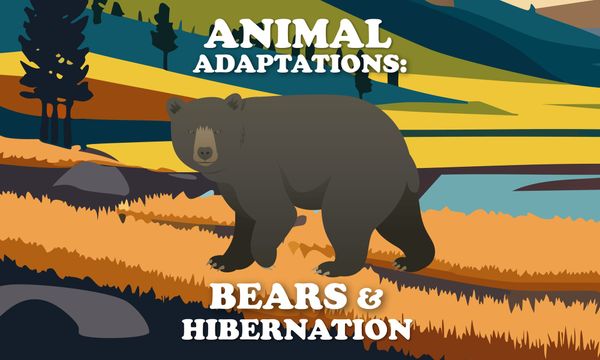 Animal Adaptations: Bear Hibernation