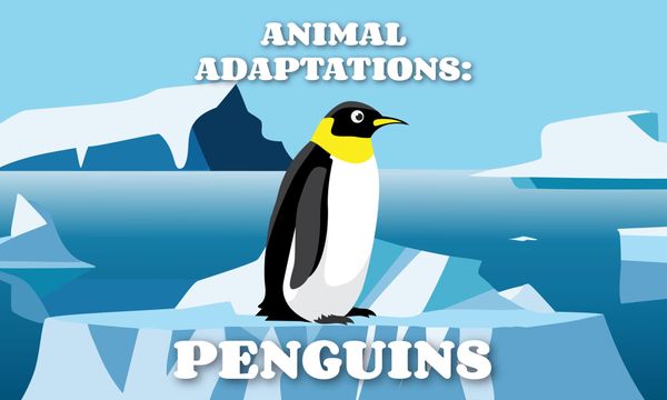 Animal Adaptations: Penguins