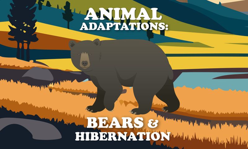 Animal Adaptations: Bear Hibernation