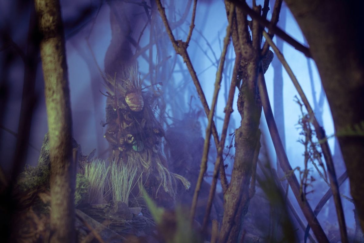 Forest Photos