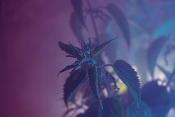 Nettles