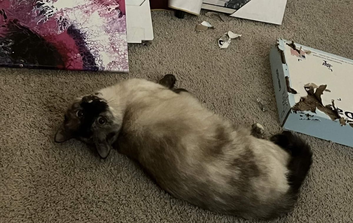Sypha is a seal point domestic shorthair cat