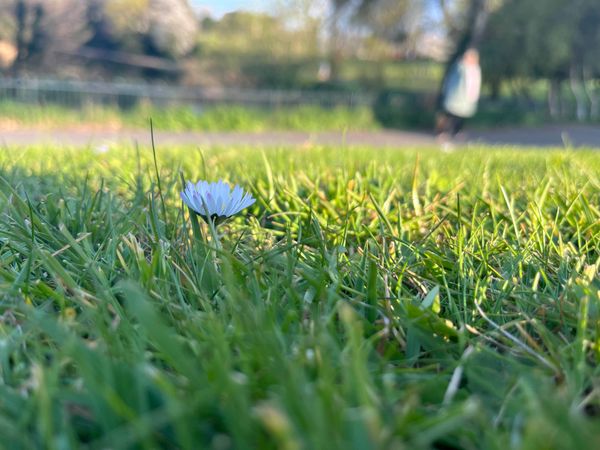 A flower that looks like a daisy springs up between the grass in the afternoon light of Phoenix Park.