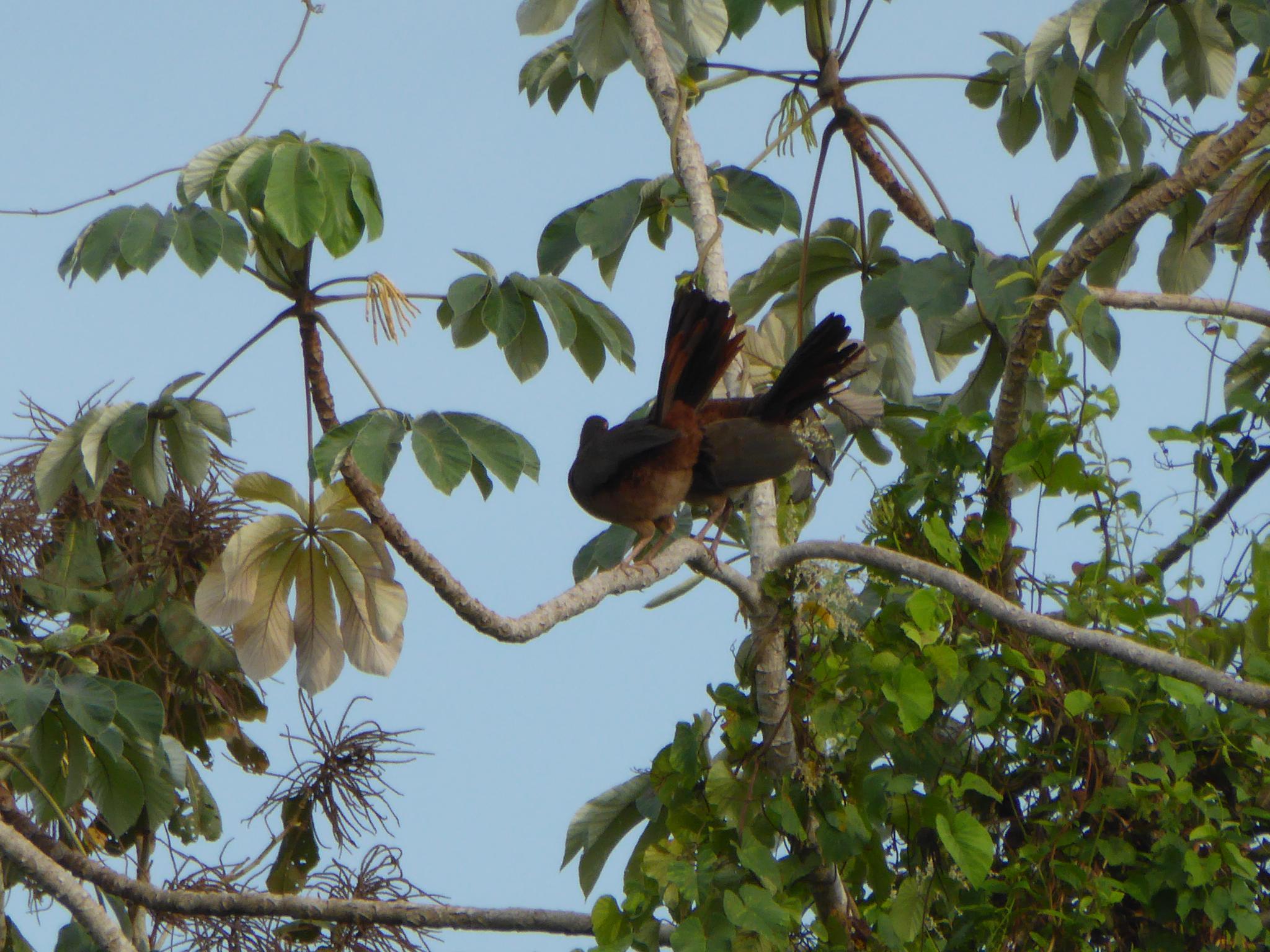 Zwei Chaco Chachalacas bei ihrer Unterhaltung, SIE behält das letzte Wort