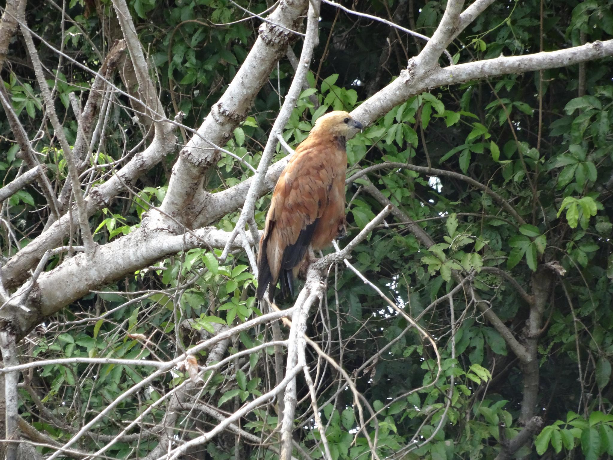 Ein Fischbussard auf seinem Beobachtungsposten