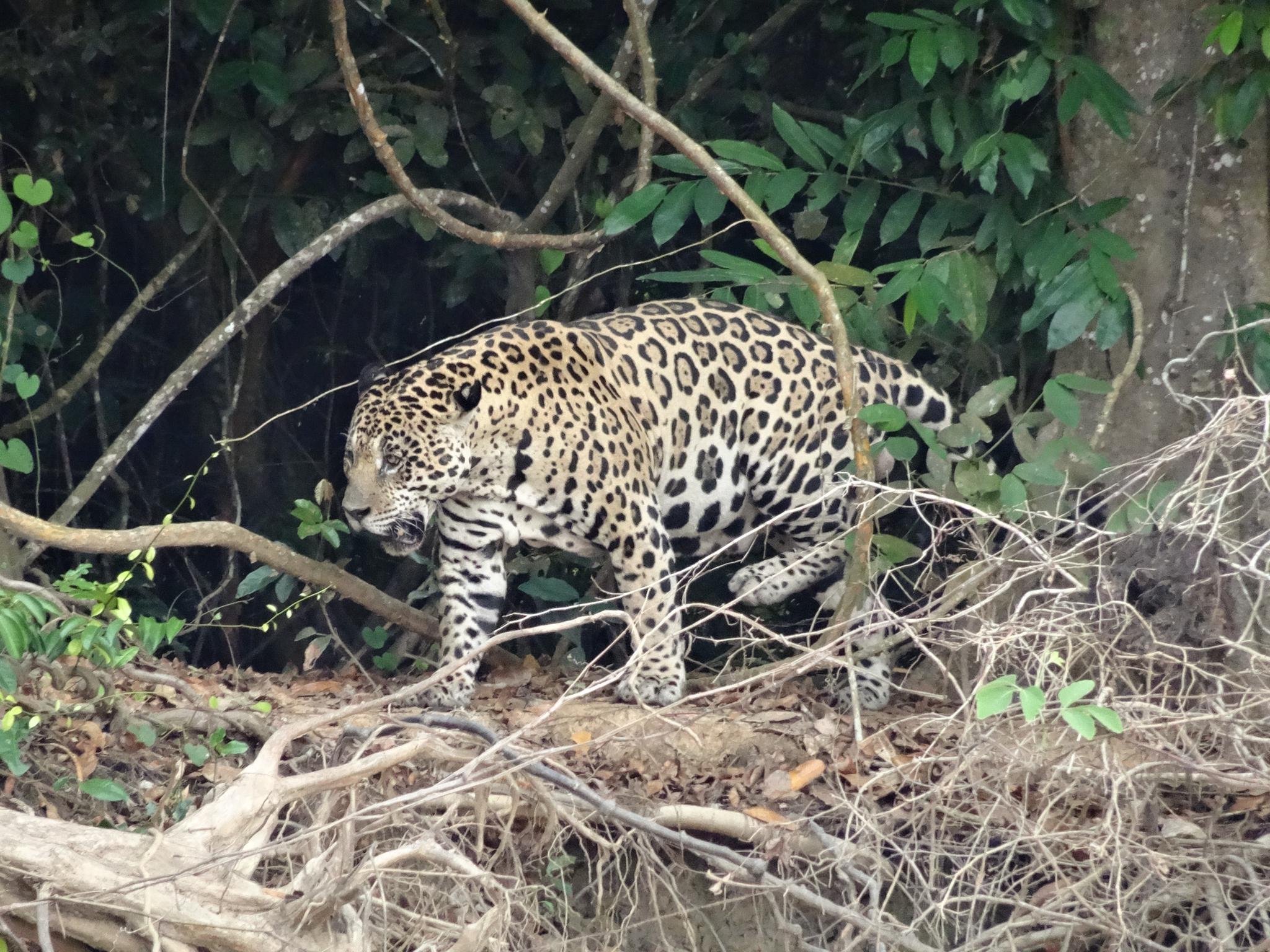 Unser erster Jaguar im Pantanal