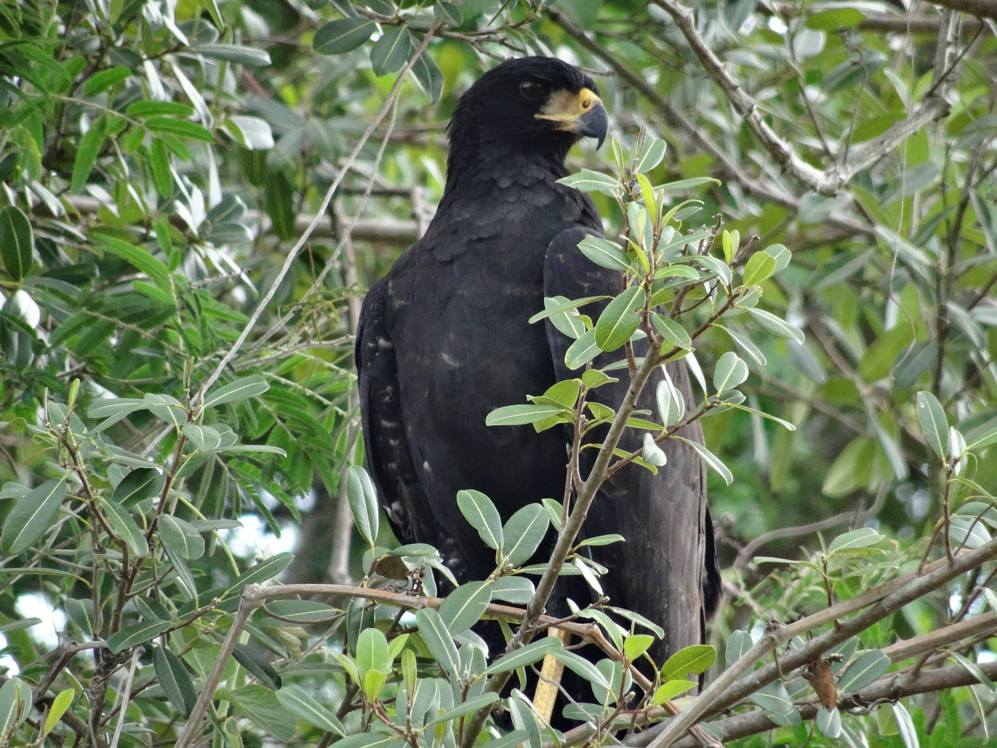 Ein stolzer Schwarzbussard überblickt sein Revier