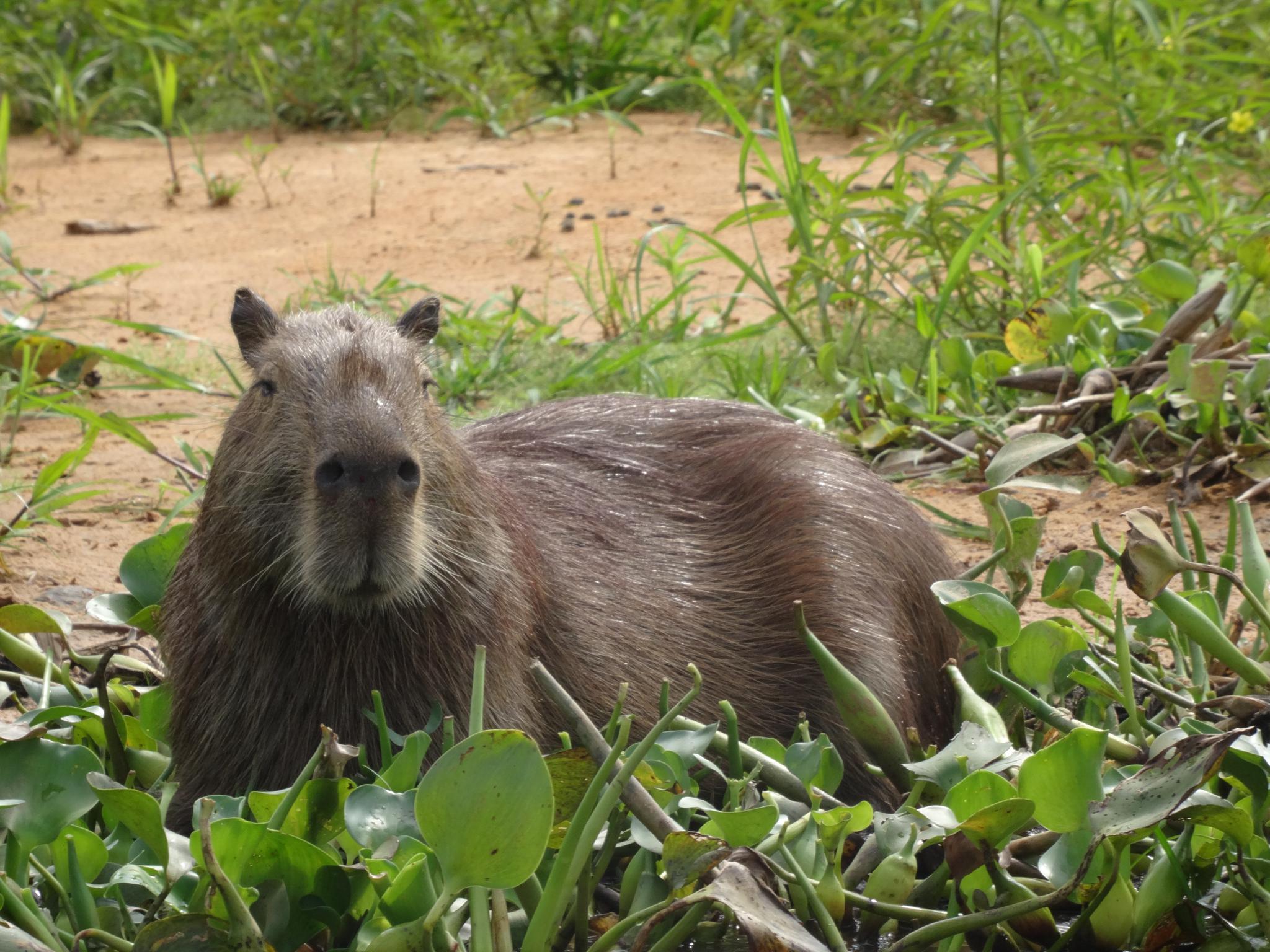 Wer beobachtet hier wohl wen? Das Wasserschwein uns oder doch umgekehrt?