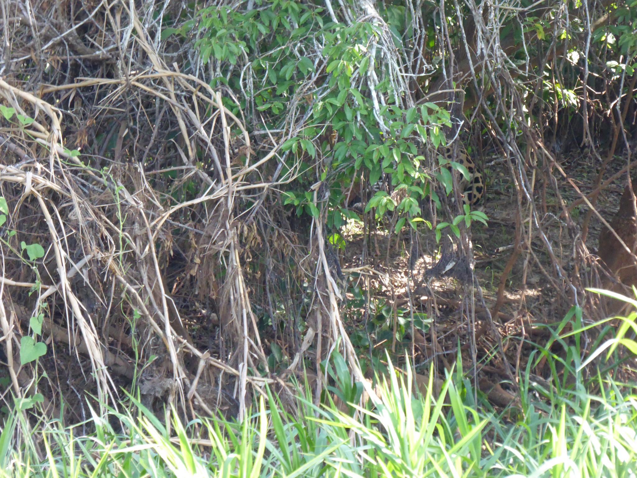 Wer findet den Jaguar?