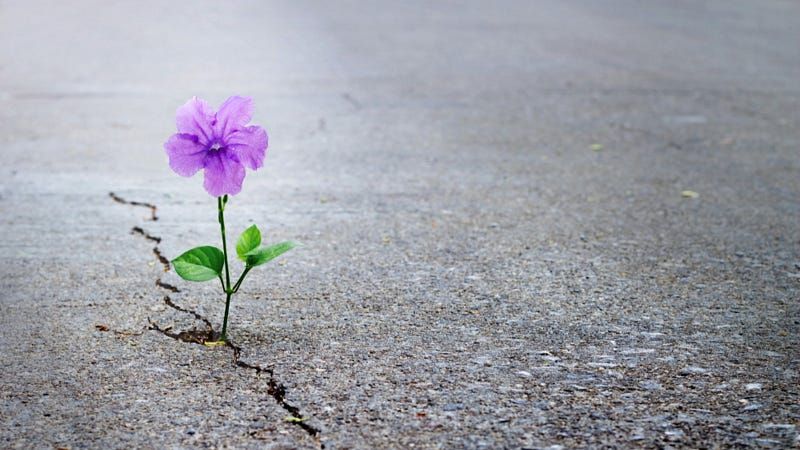 Reasonable Incausality