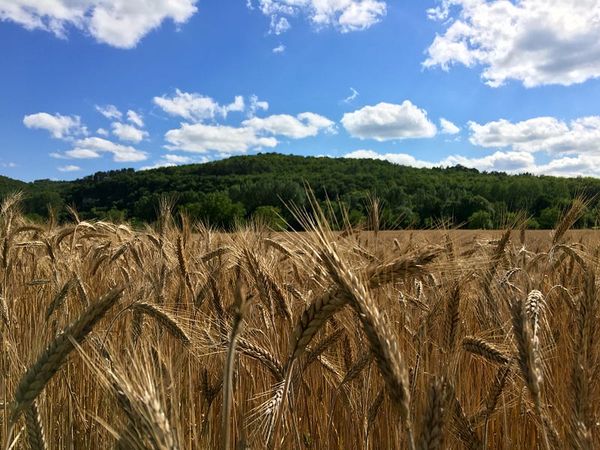 Awesome Beauty Beheld