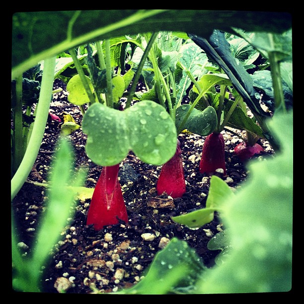 A Bug’s Life - Radish Town (Taken with instagram)