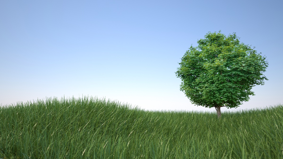 grass hills tree 1200.jpg