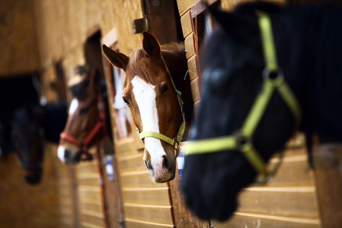 What to Know Before Heading to Cork Racecourse