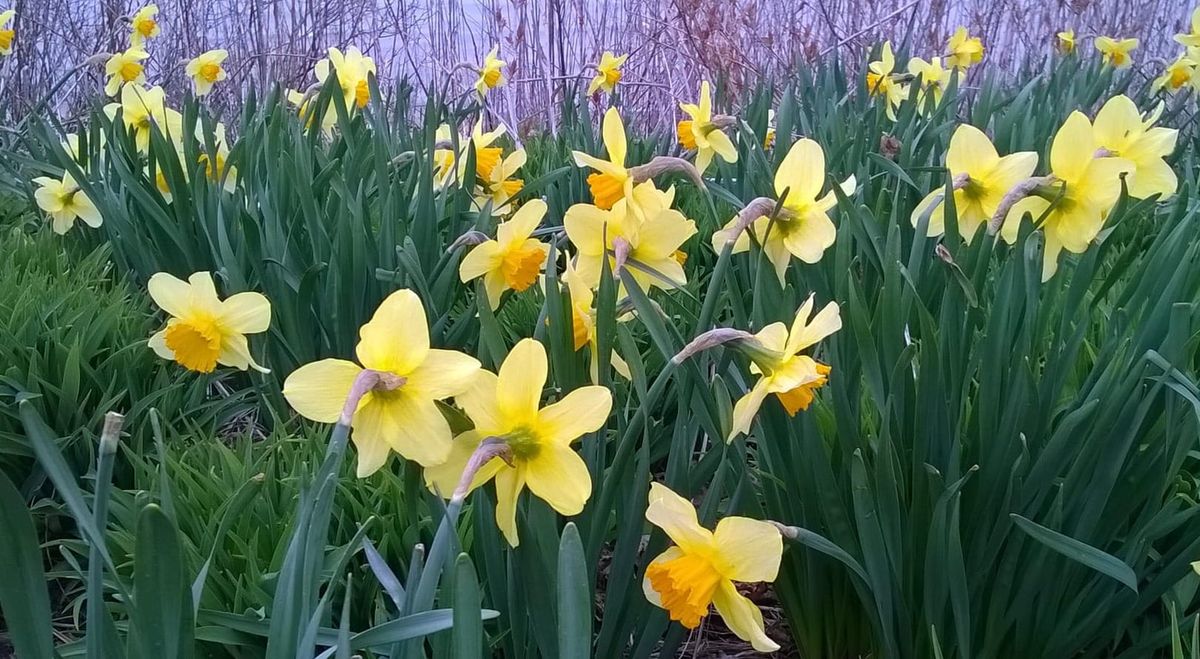 A vibrant flower in bloom, symbolizing student growth and academic major selection.