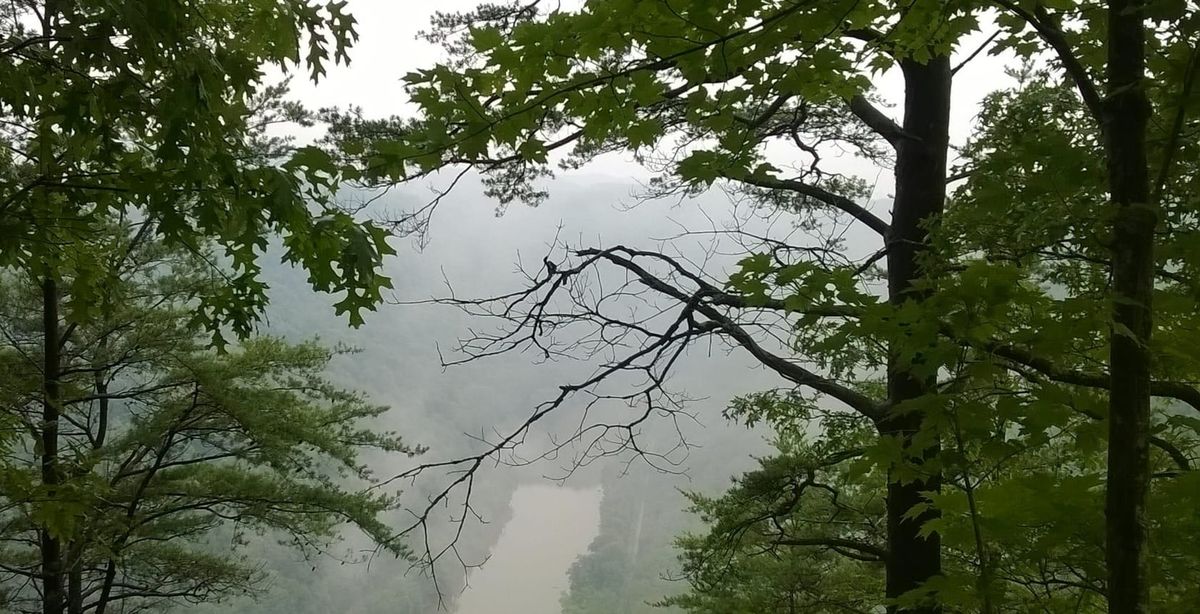 A forest with a flowing river, symbolizing the diverse paths and perspectives in defining AI.